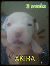 Molly's pup Akira