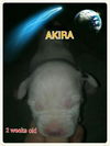 Molly's pup Akira