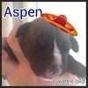 Molly's pup Aspen