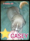 Molly's pup Casey