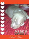 Molly's pup Casey