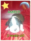 Molly's pup Amber