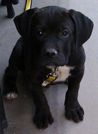 Piper