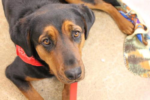 Roxie