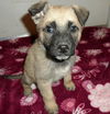 Rosie's pup Odd