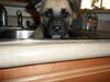 Rosie's pup Odd