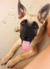 Rosie's pup Odd