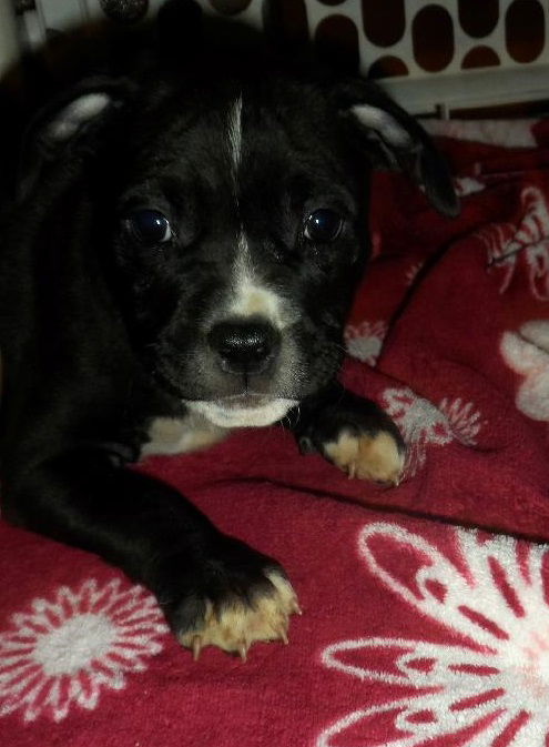 Rosie's pup Grim