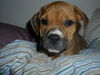 Rosie's pup Alou