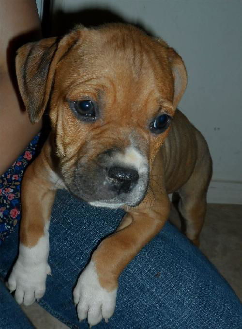Rosie's pup Alou