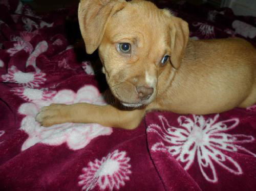 Rosie's pup Arwen