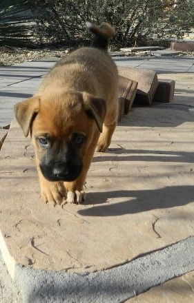 Perra's pup Betsey