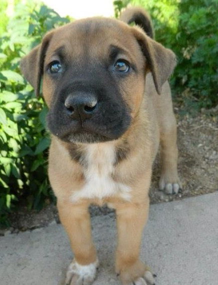 Perra's pup Bruno
