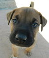 Perra's pup Bruno