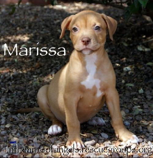 Lilly 2013's pup Marissa