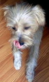 Roxi