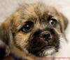 Rose's pup Connor