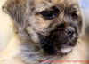 Rose's pup Connor