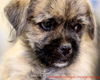 Rose's pup Connor
