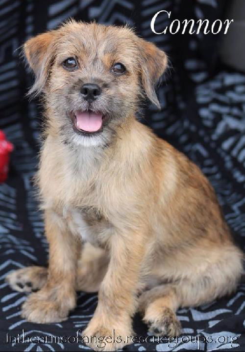 Rose's pup Connor