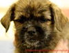 Rose's pup John