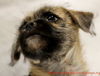 Rose's pup John