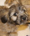 Rose's pup Reese