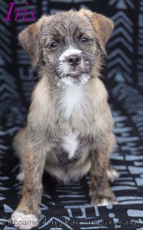 Rose's pup Iris