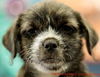 Rose's pup Lilly