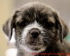 Rose's pup Lilly