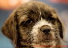 Rose's pup Lilly