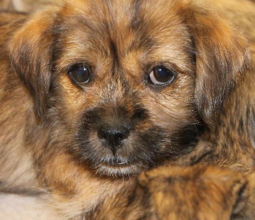 Rose's pup Daisy