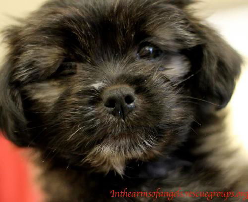 Rose's pup Cori