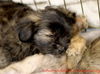 Rose's pup Cori