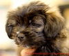 Rose's pup Cori
