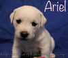 Kelsey's pup Ariel