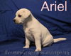 Kelsey's pup Ariel