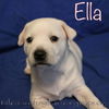 Kelsey's pup Ella