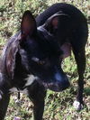 Josie