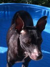 Josie