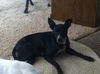 Josie