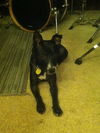 Josie