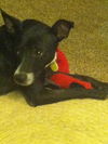 Josie