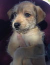 Penelope's pup Captain Jack