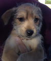 Penelope's pup Captain Jack