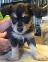 Penelope's pup Alex