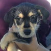 Penelope's pup Alex