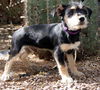 Penelope's pup Alex