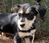 Penelope's pup Alex