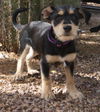 Penelope's pup Alex